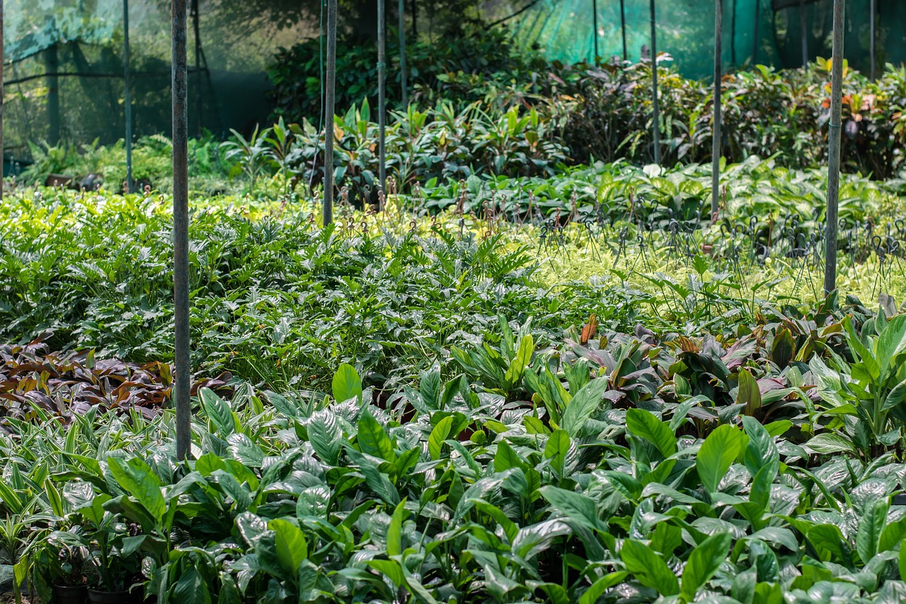 plant nursery, plants, saplings, decorative, nursery, garden, seedling, growing, growth, nature, botany, leaf, natural, gardening, park, fresh