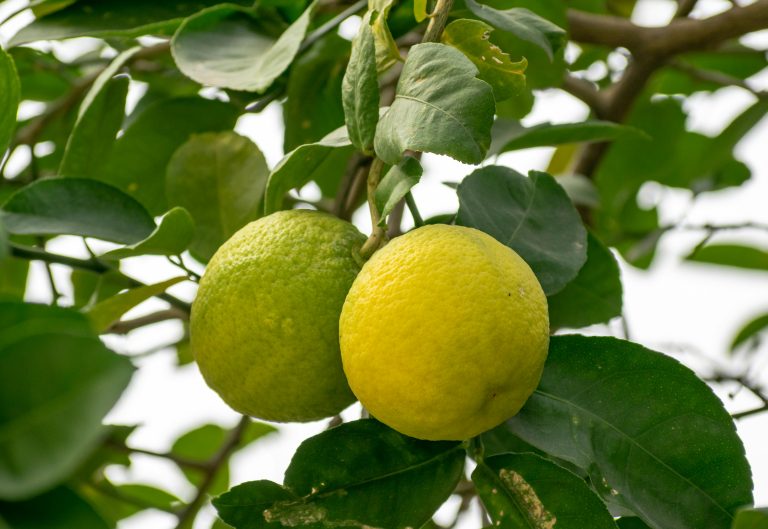 Detailed view of ripe lemons on a tree branch, showcasing their vibrant color in natural light.